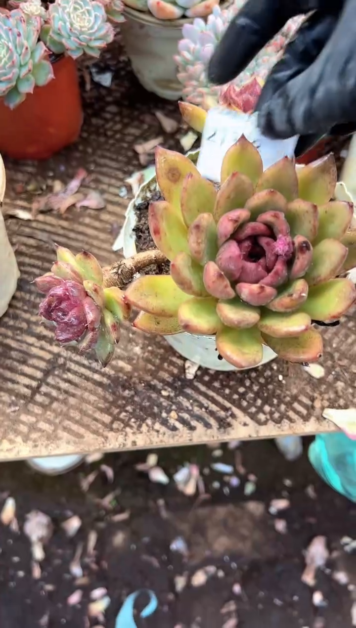 采*多肉植物一物一拍21328