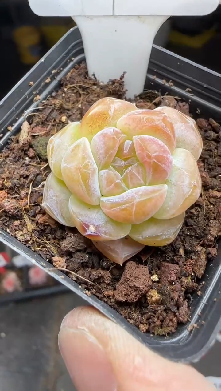 【闪购商品】一物一拍0213—156