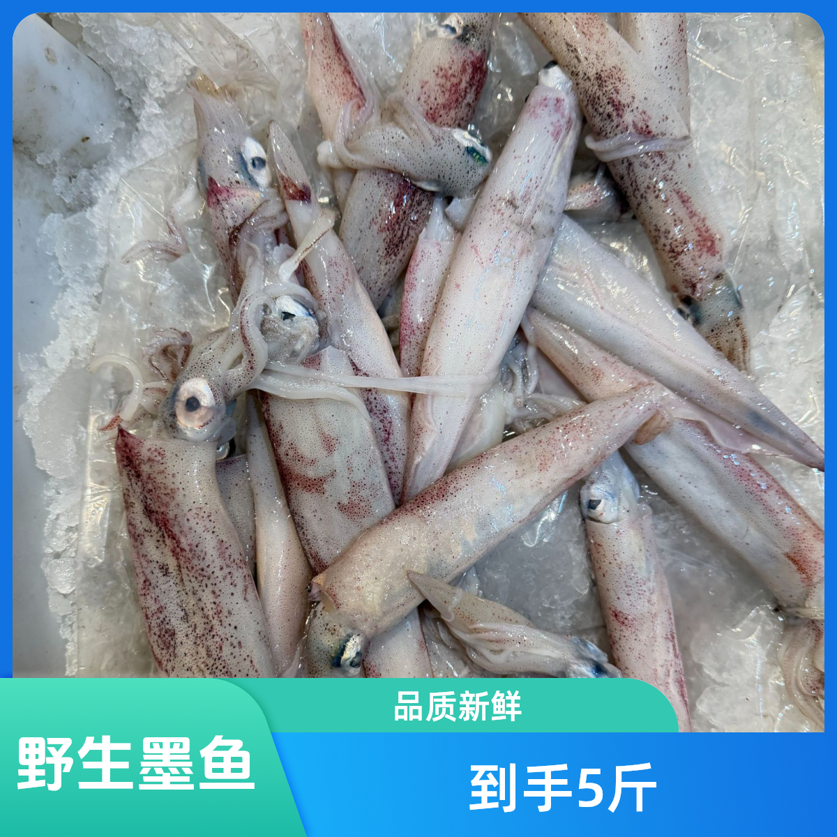 本港鱿鱼 顺丰包邮到家