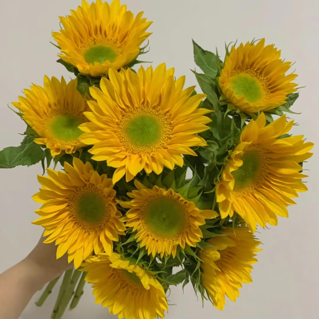A级小太阳迷你绿心向日葵鲜切花教师节花束云南基地现采顺丰包邮