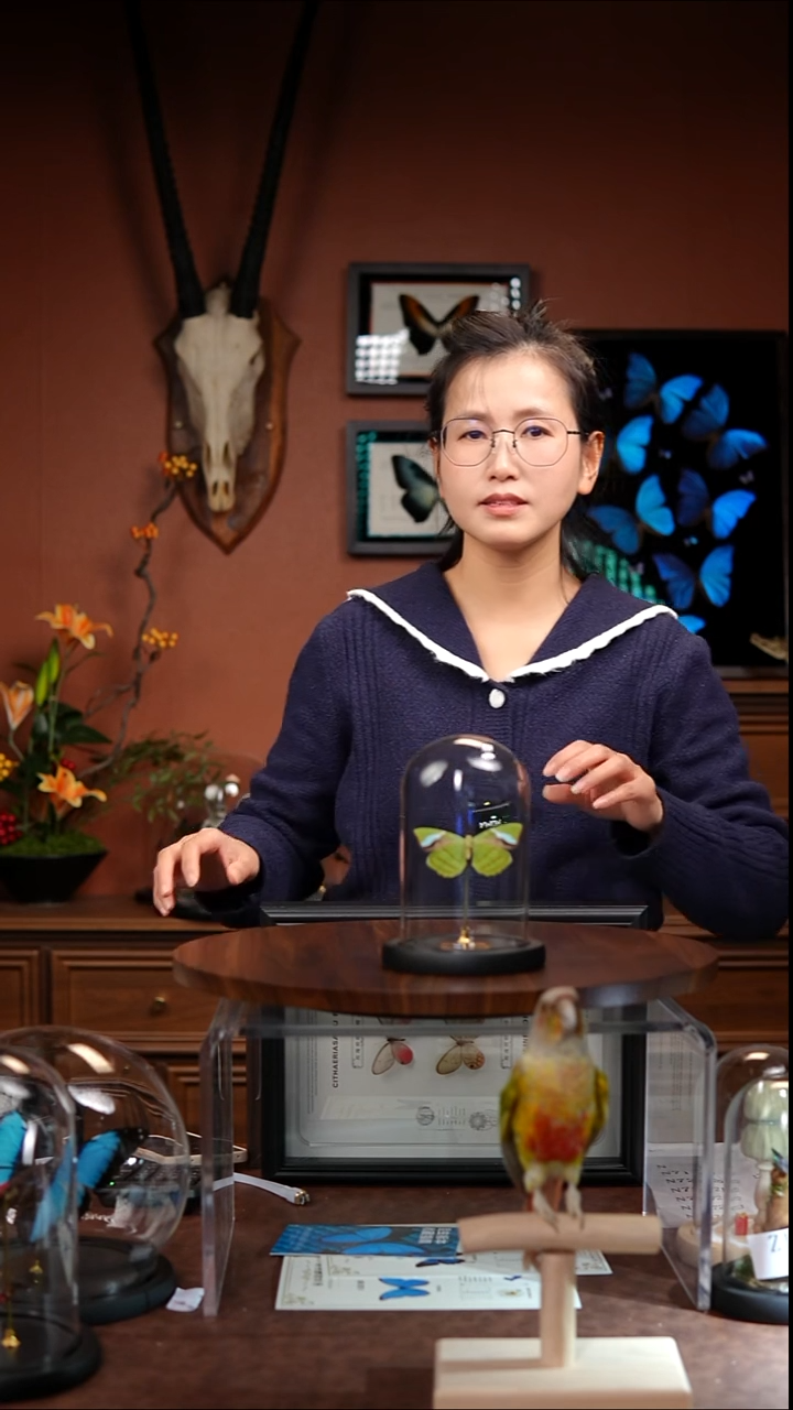 Z227   蓝带鸭蛱蝶玻璃罩