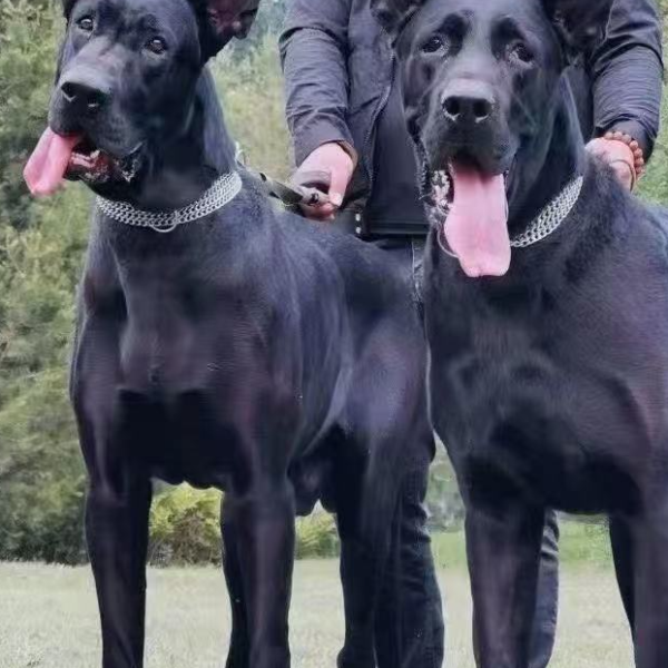 （小卉家）的黑狼犬快乐小狗高级宠物伴侣犬大型犬宠物看家护院陪伴