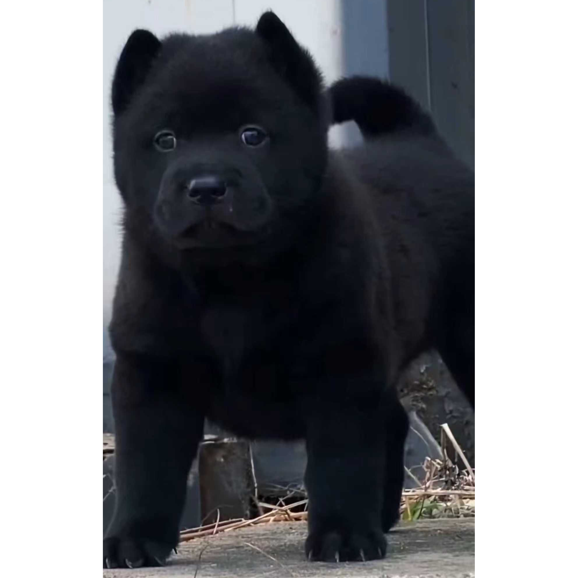 （小黑犬舍）T狗狗活体