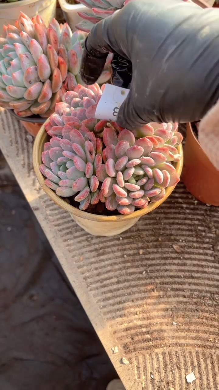 嘉*跃跃精品多肉28003