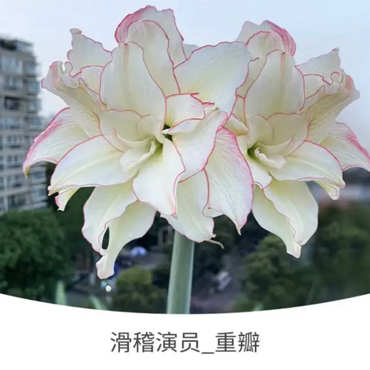 滑稽演员）朱顶红种球5-6厘米