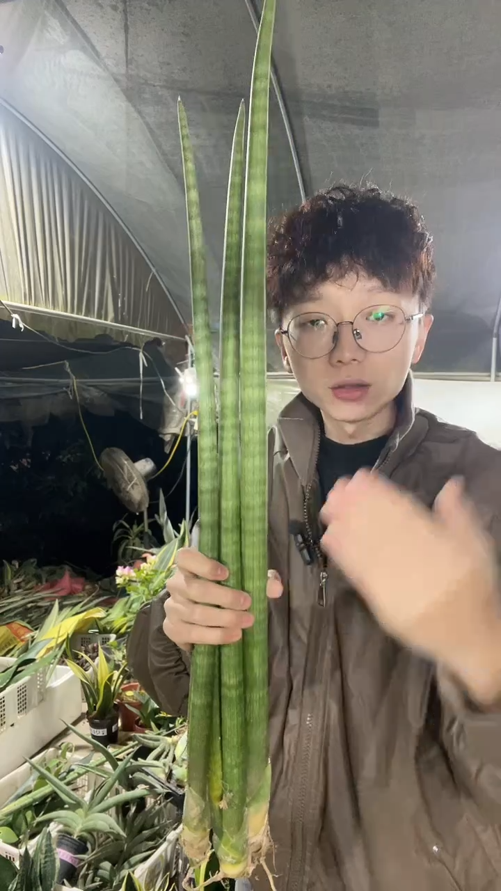 神手裸根3棵19.8