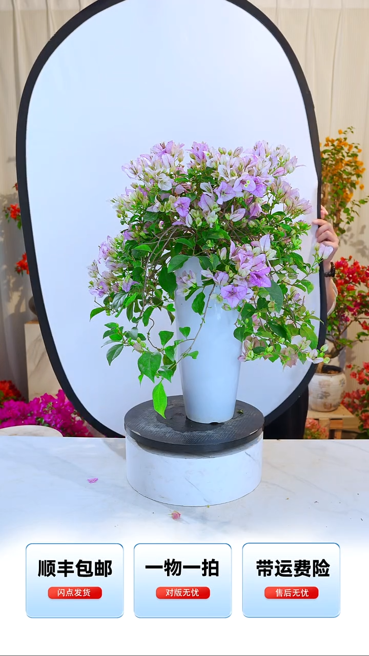 大部分开放少量花苞梦幻雪紫