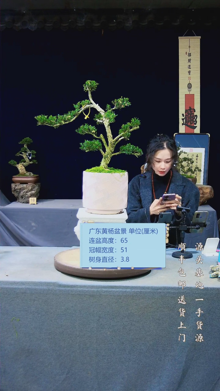 【闪购商品】雀舌黄杨盆景雀舌黄杨盆景