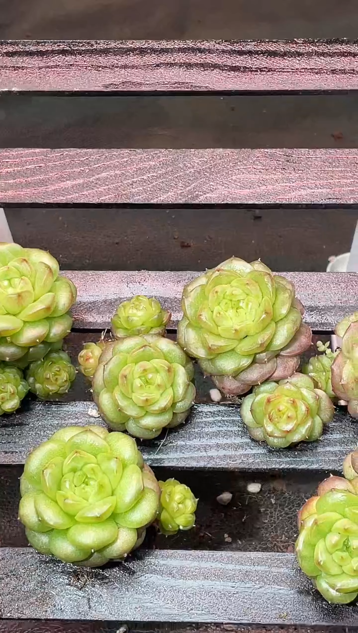 14-24 灯泡3-4厘米不包整散量拍发一颗