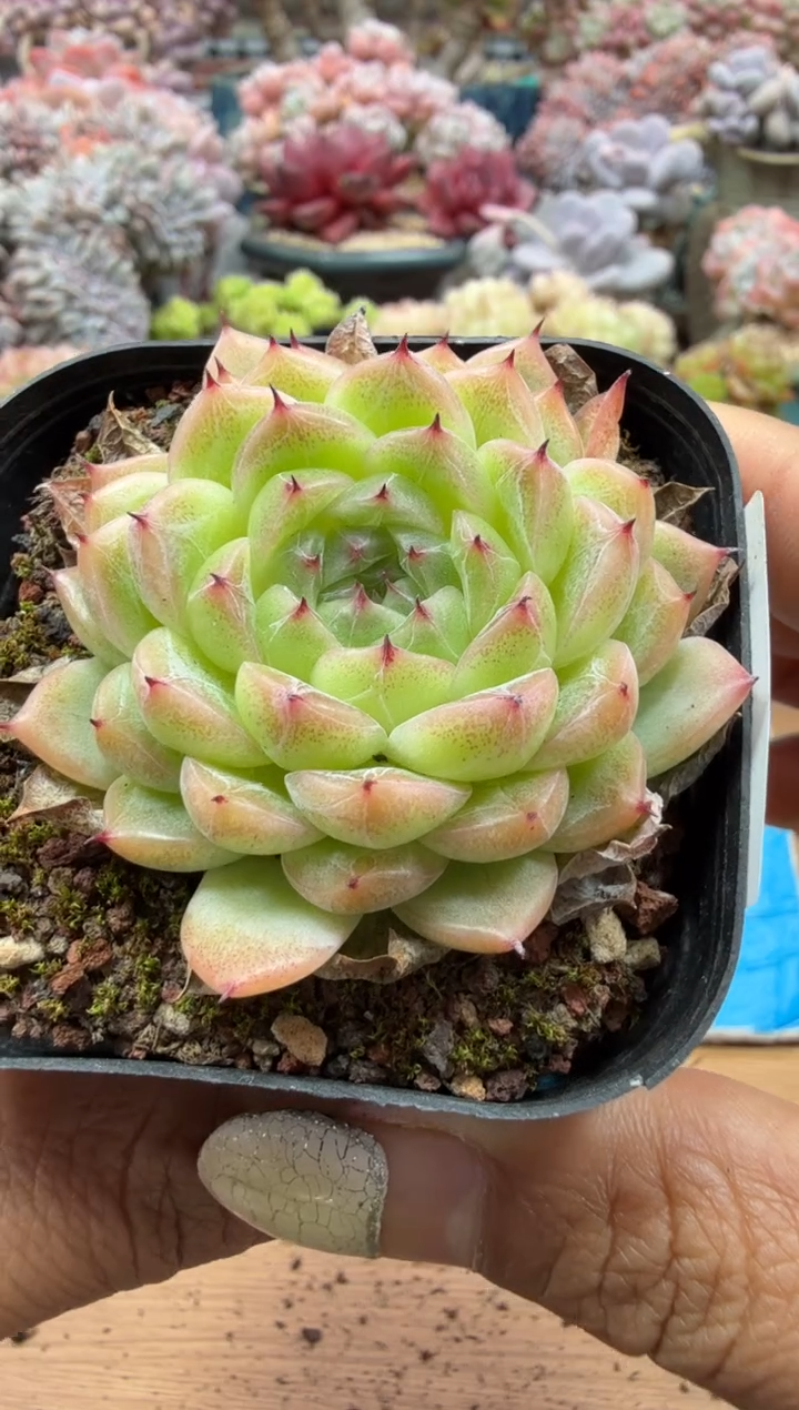 东云多肉园二店-132