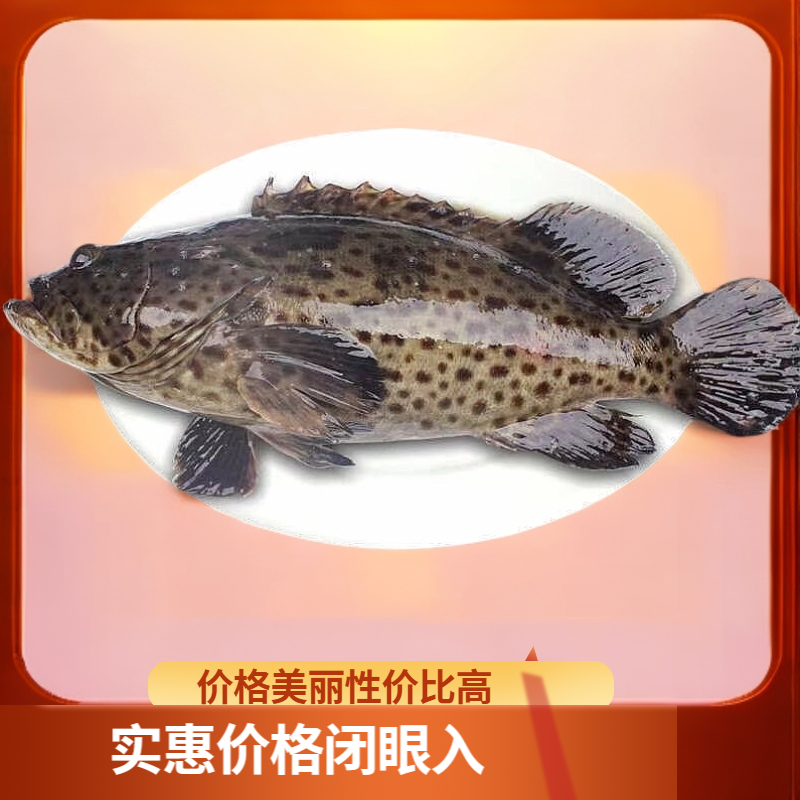 江苏赣榆海捕新鲜海产品石斑鱼7斤