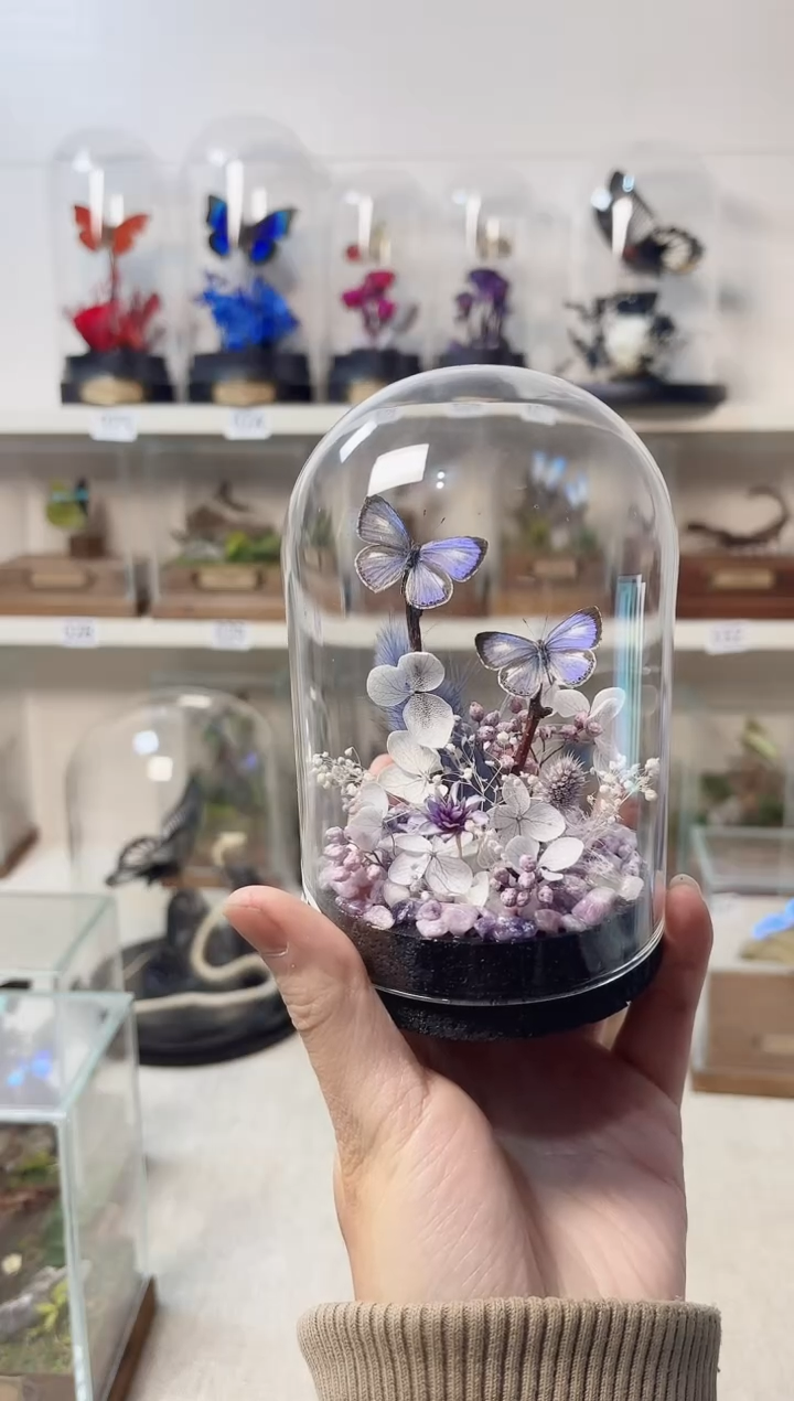 玻璃真实自然标本造景款