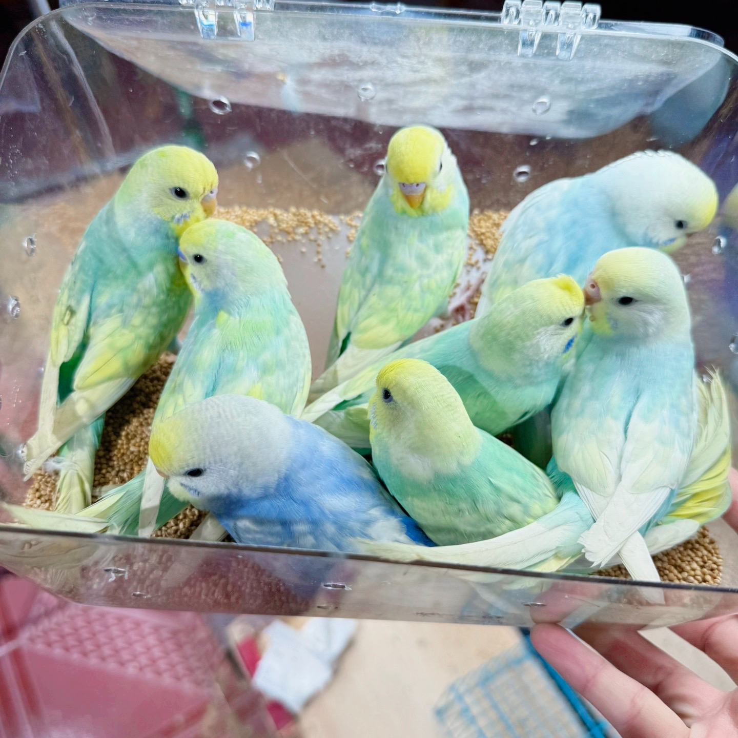 高纯珍珠彩直播间福利竞拍一物一拍不退不换