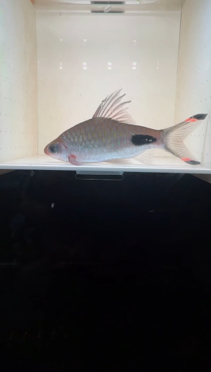 工具鱼红杂紫1111