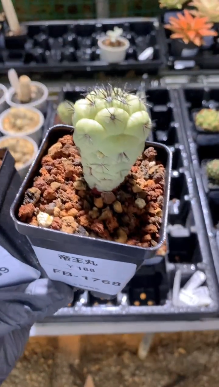 【闪购商品】帝王丸FB-1768