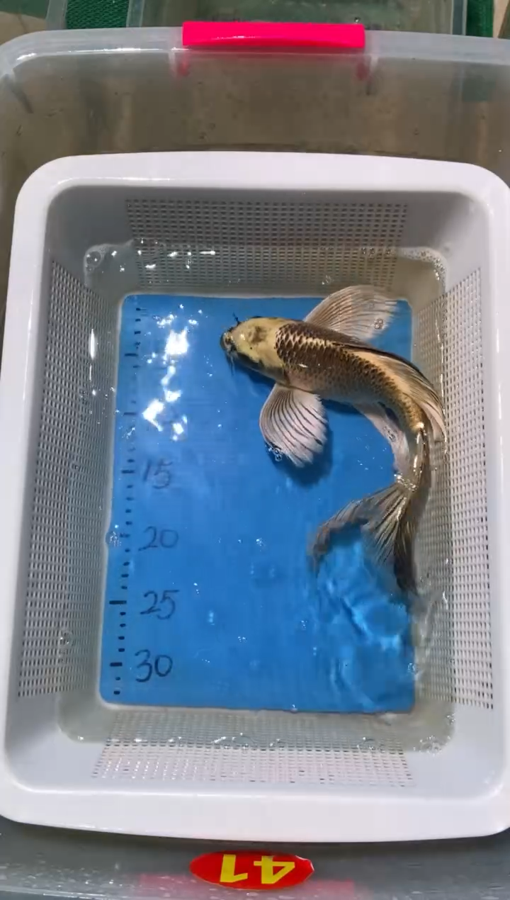 锦鲤包邮拍开箱视频和爆氧视频包售后轻微偏腹