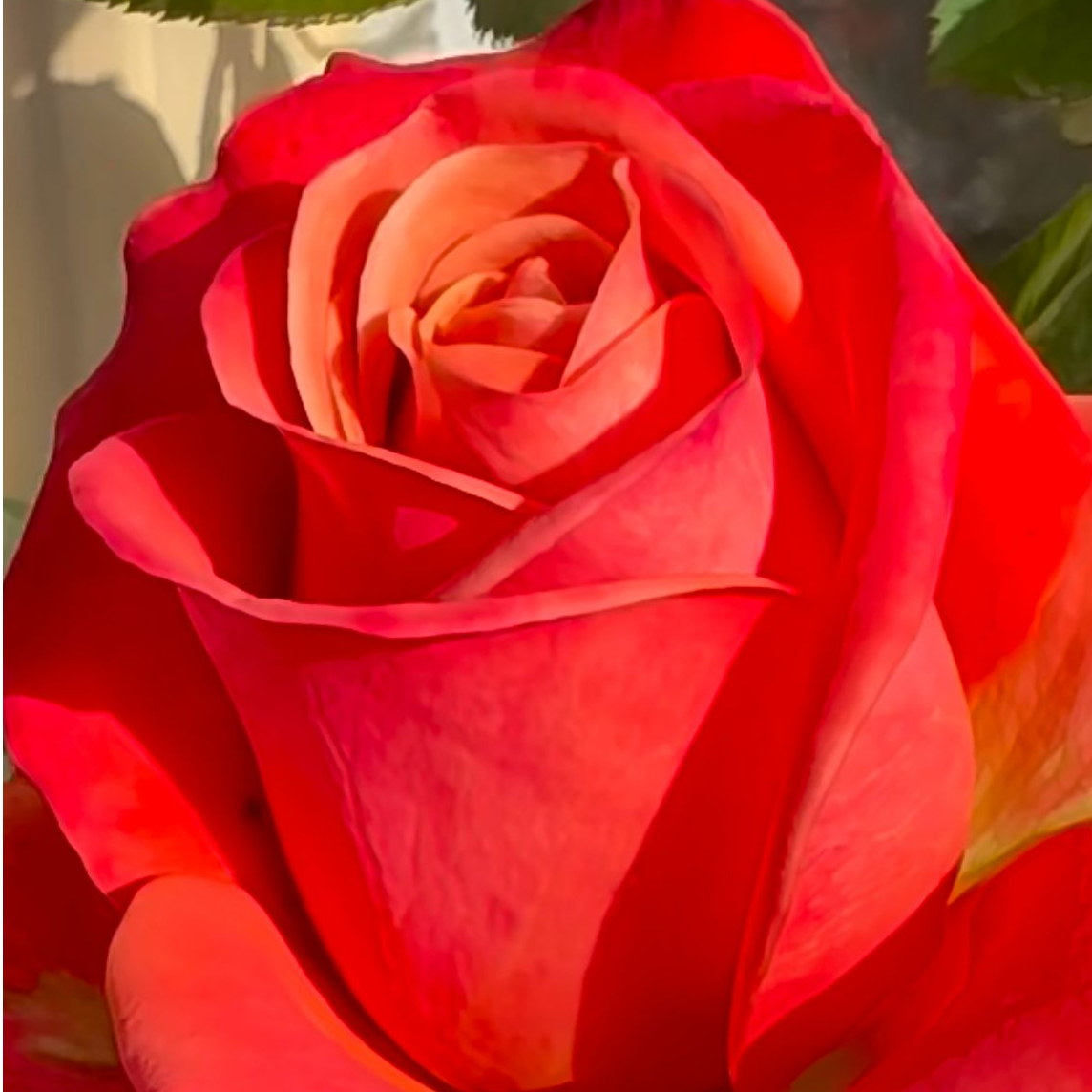 老磨盘【美式咖啡】月季