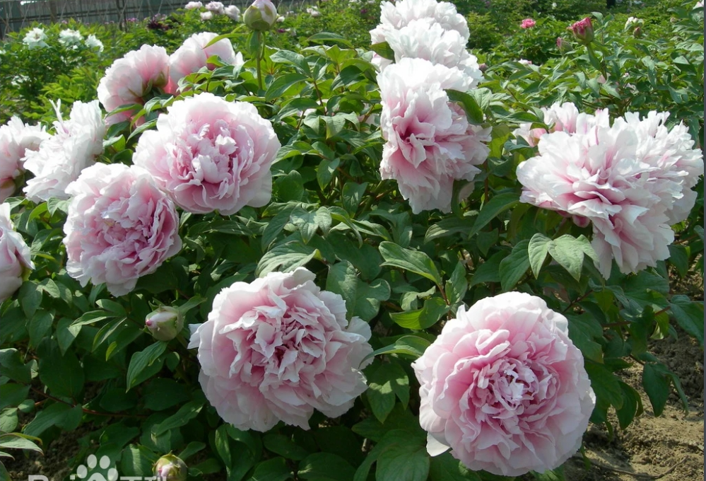 老盆可复花雪映桃花牡丹国色天香6加仑带盆栽好粉色