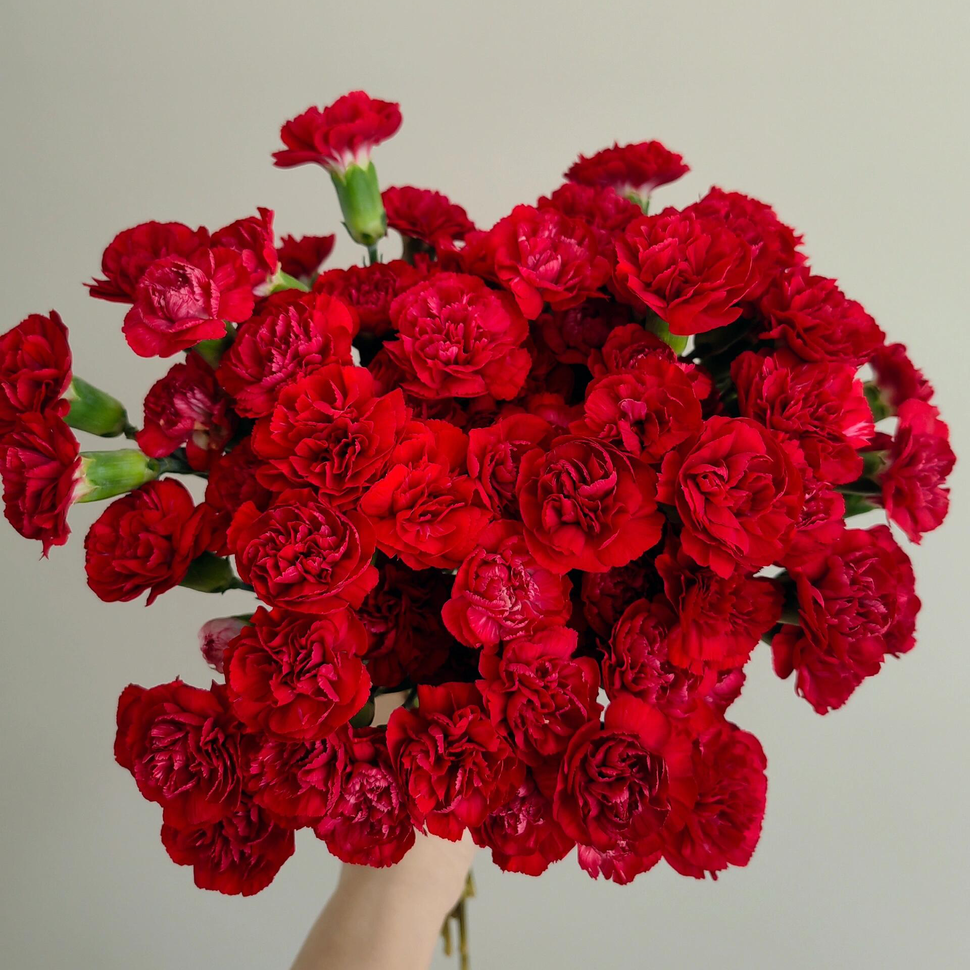 多头红康生活鲜花鲜切花10枝今天下单明天送达鲜花批发直播次日达任意满两份包邮送上门送保鲜剂