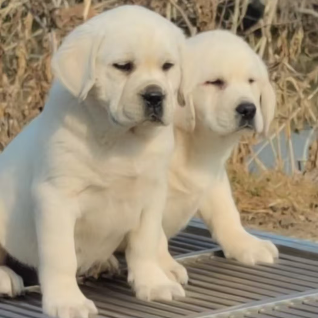 新（老马家拉布拉多）狗狗活体