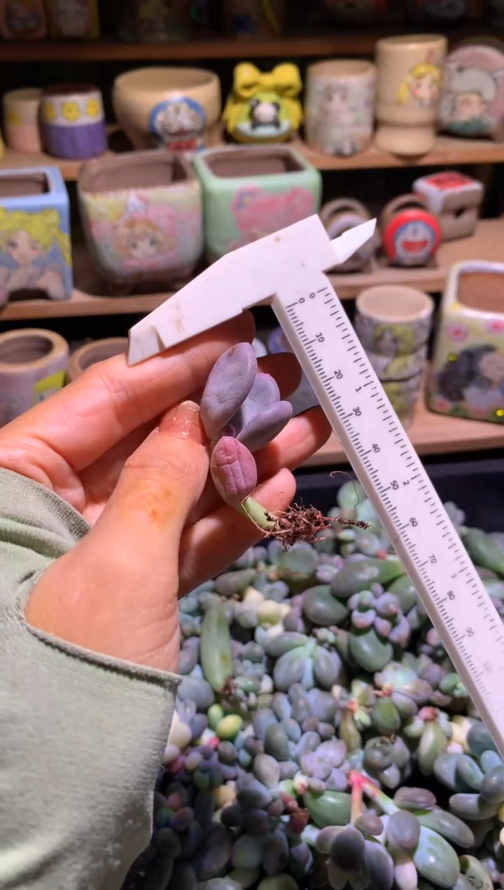 大叶奶有锦纹有锦基因