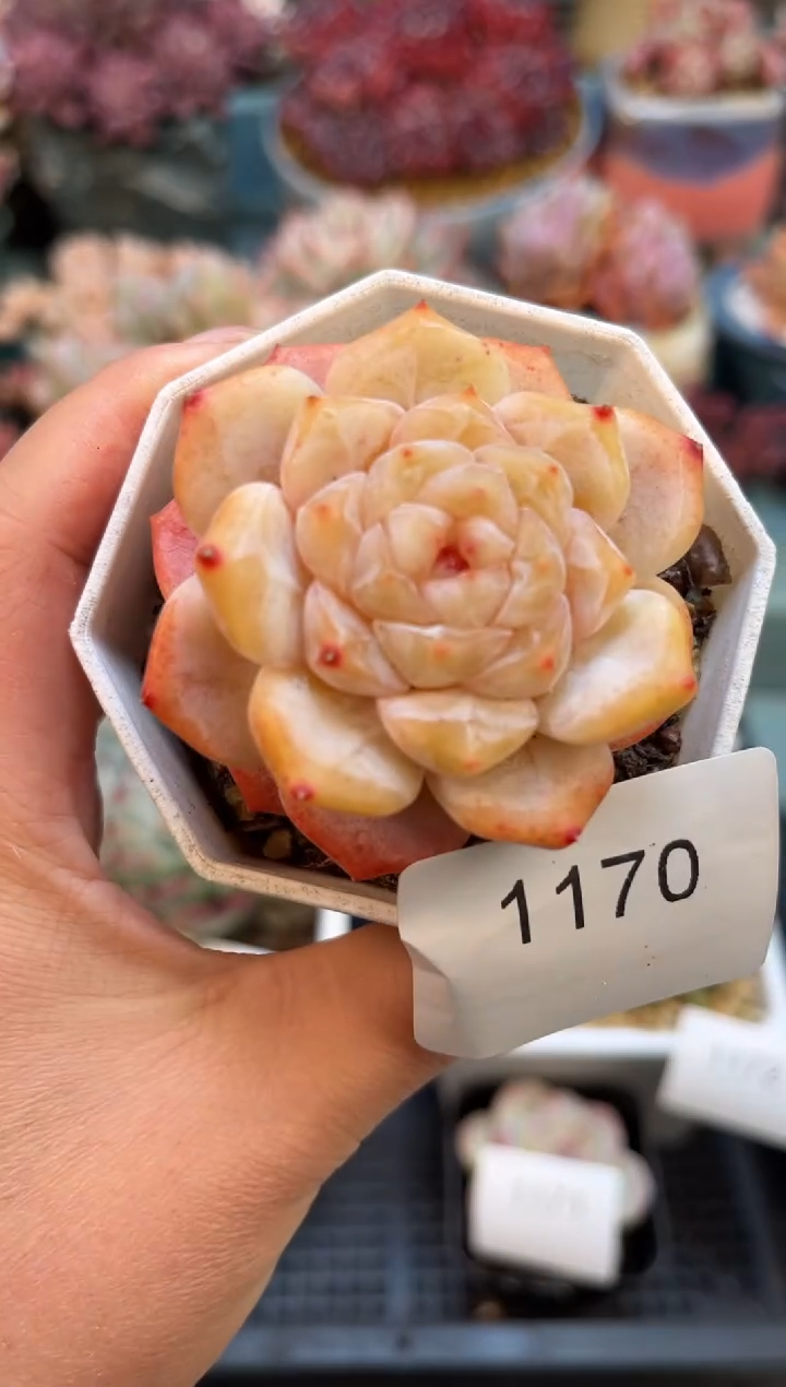 1170单头糖心多肉