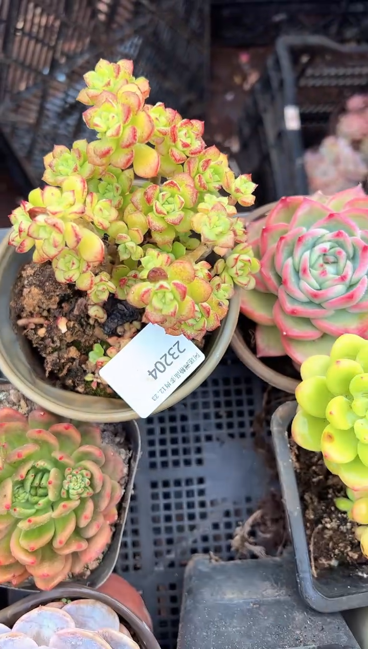 花****2多肉植物一物一拍23204