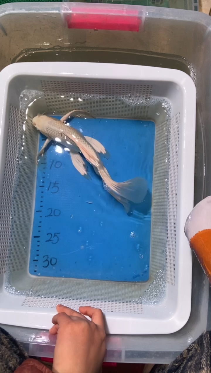 锦鲤锦鲤蝴蝶鲤鱼拍开箱视频包售后