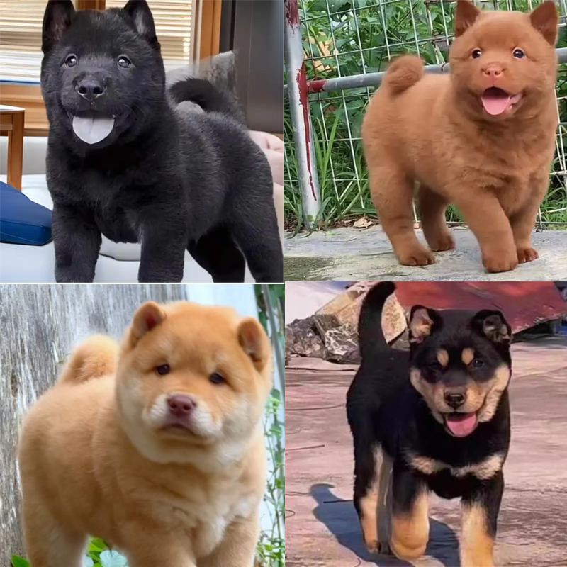 (稻香犬业)中华田园犬直播间一对一挑选活体狗狗