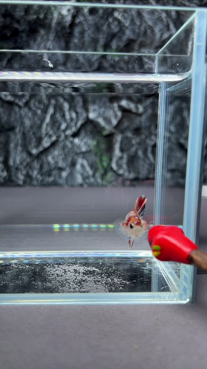 斗鱼竞拍链接A032