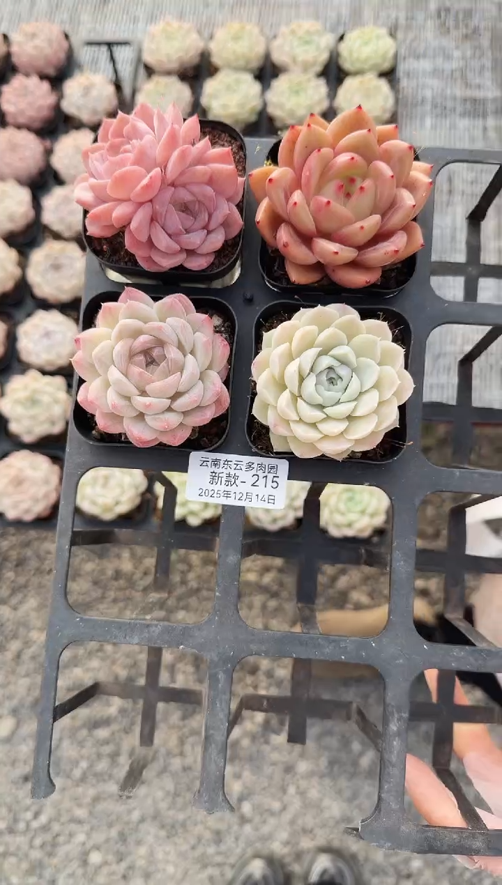 东云多肉园新款-215