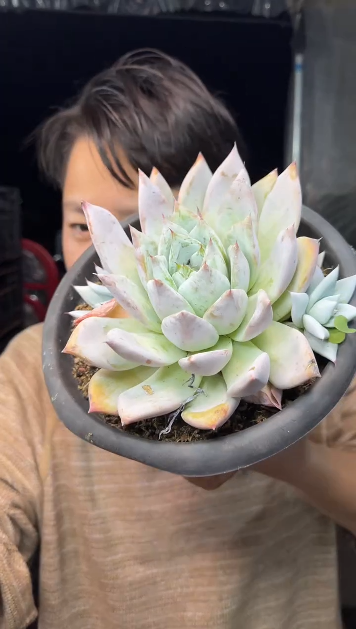 单头爆崽墨西哥巨人11.88 