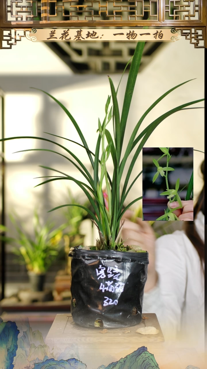 全部花苞寒兰素3花苞