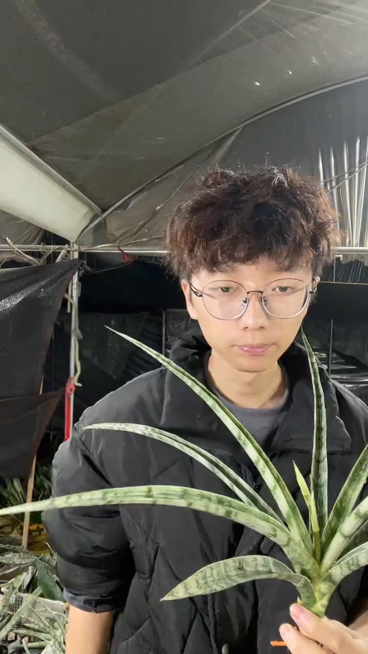 白天鹅裸根28.8.