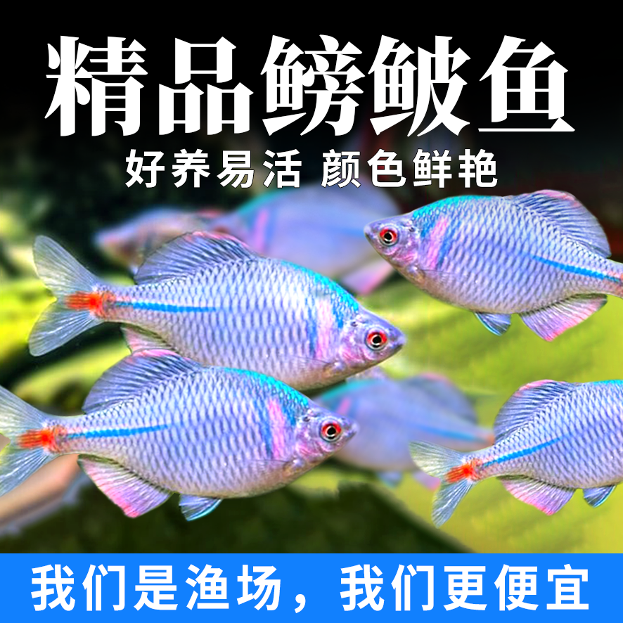中国原生鱼｜鳑鲏鱼活体｜新手鱼溪流精灵｜冷水观赏鱼｜除油膜除藻