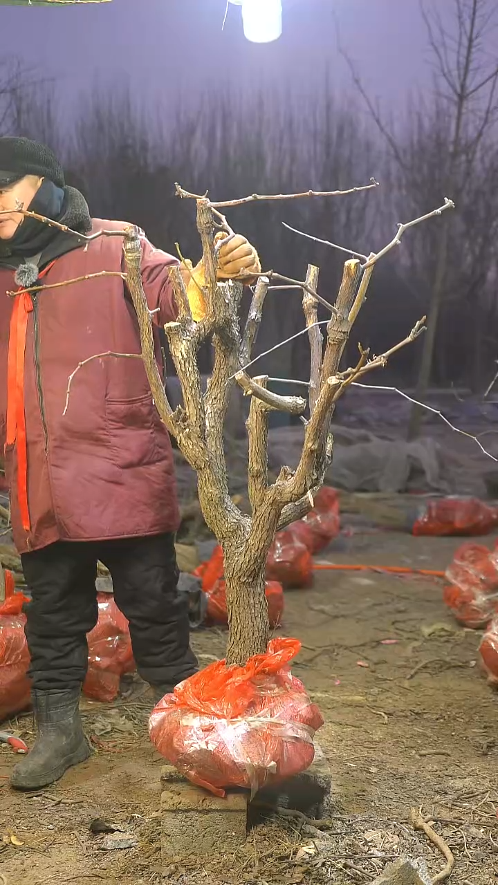 完全开放枣树1060