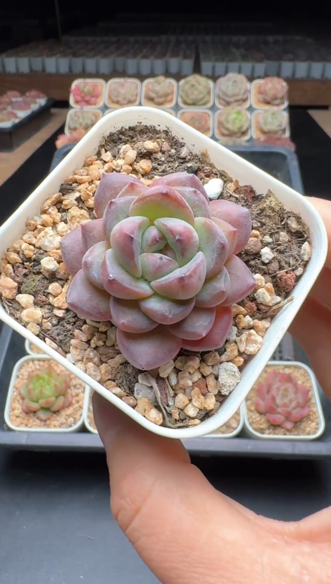 【闪购商品】784号一物一拍珍妮多肉花卉植物3颗起发