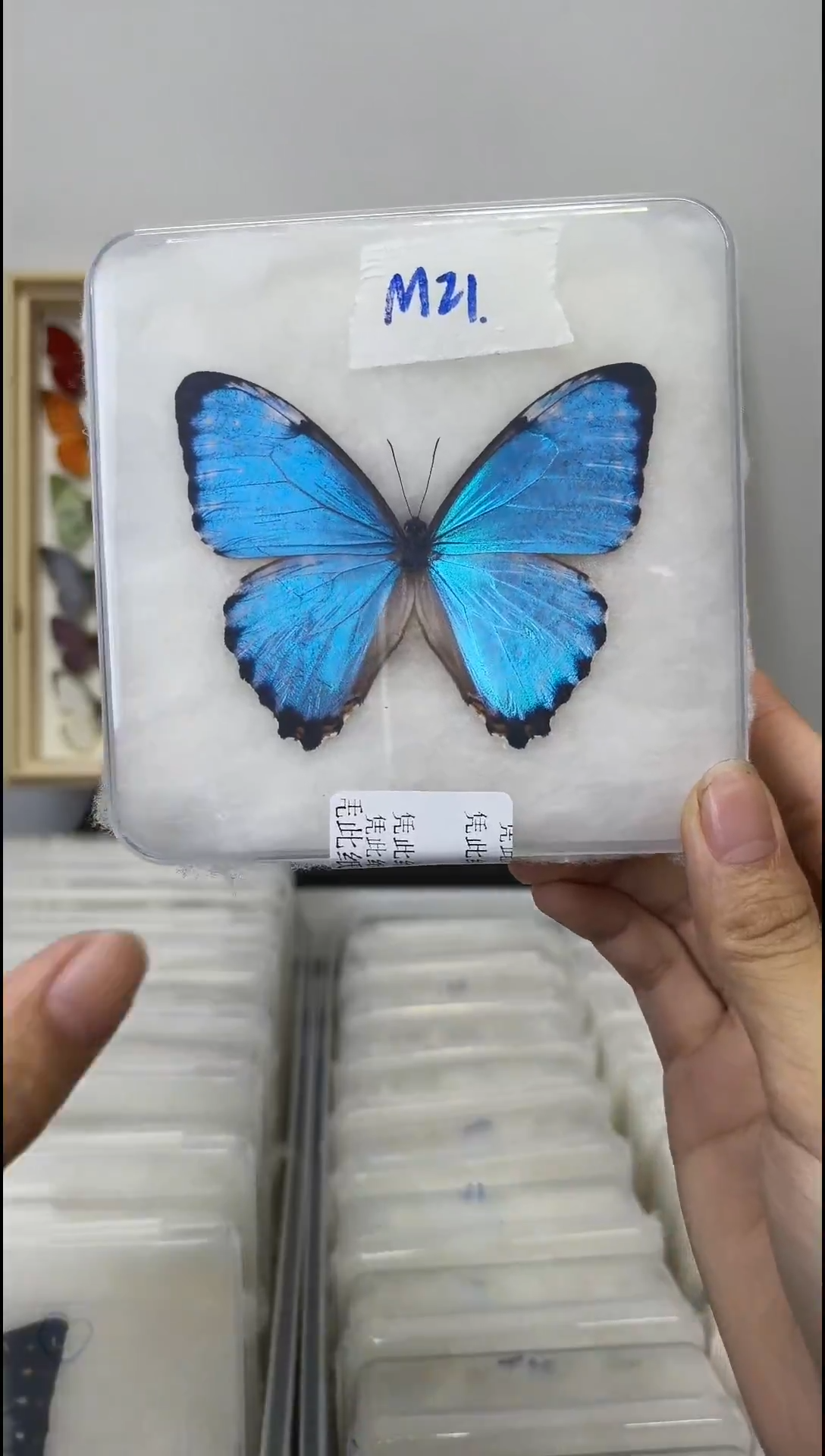 展翅品压棉发货一图一物编号M21