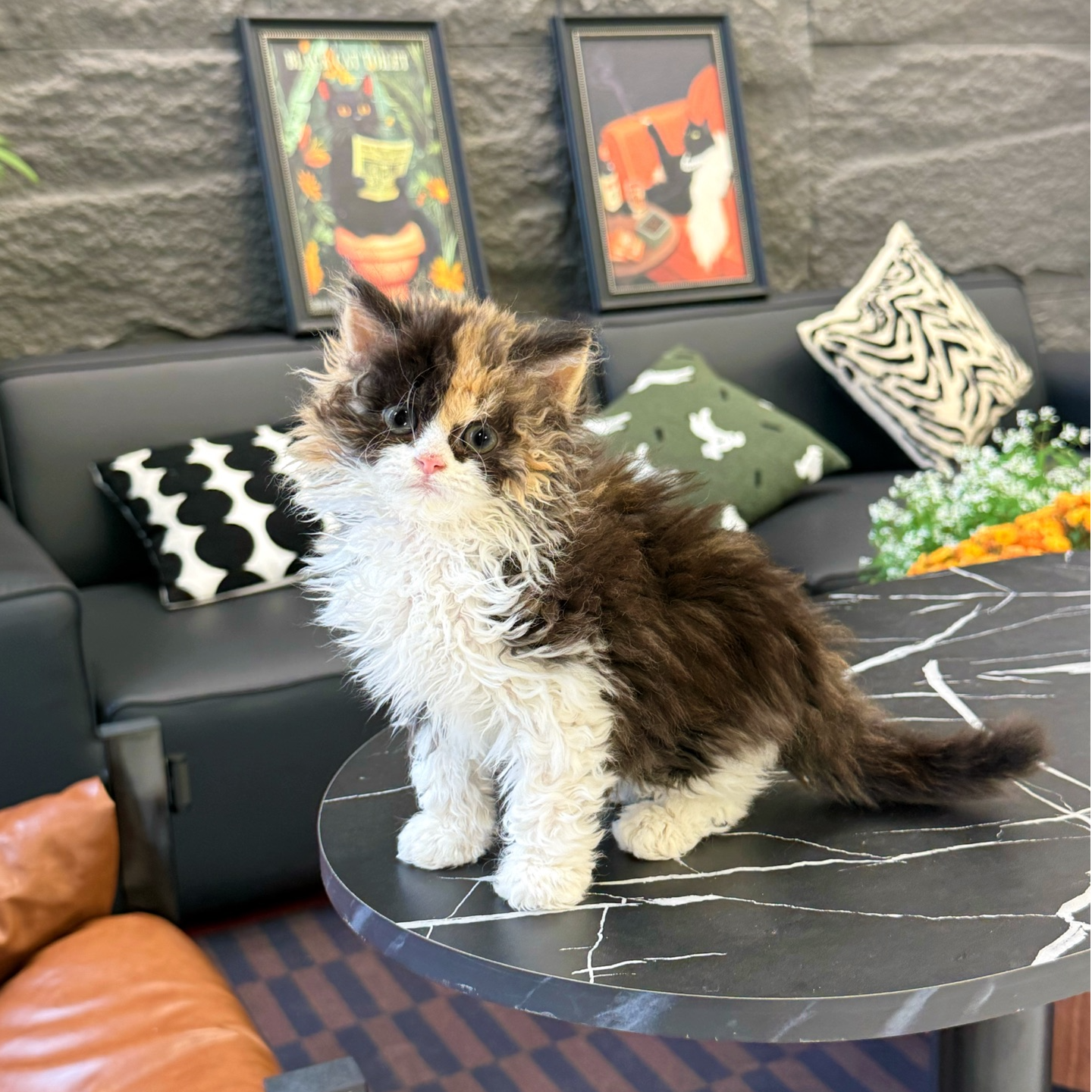 【定金】黑三花长毛赛尔凯克卷毛猫妹妹