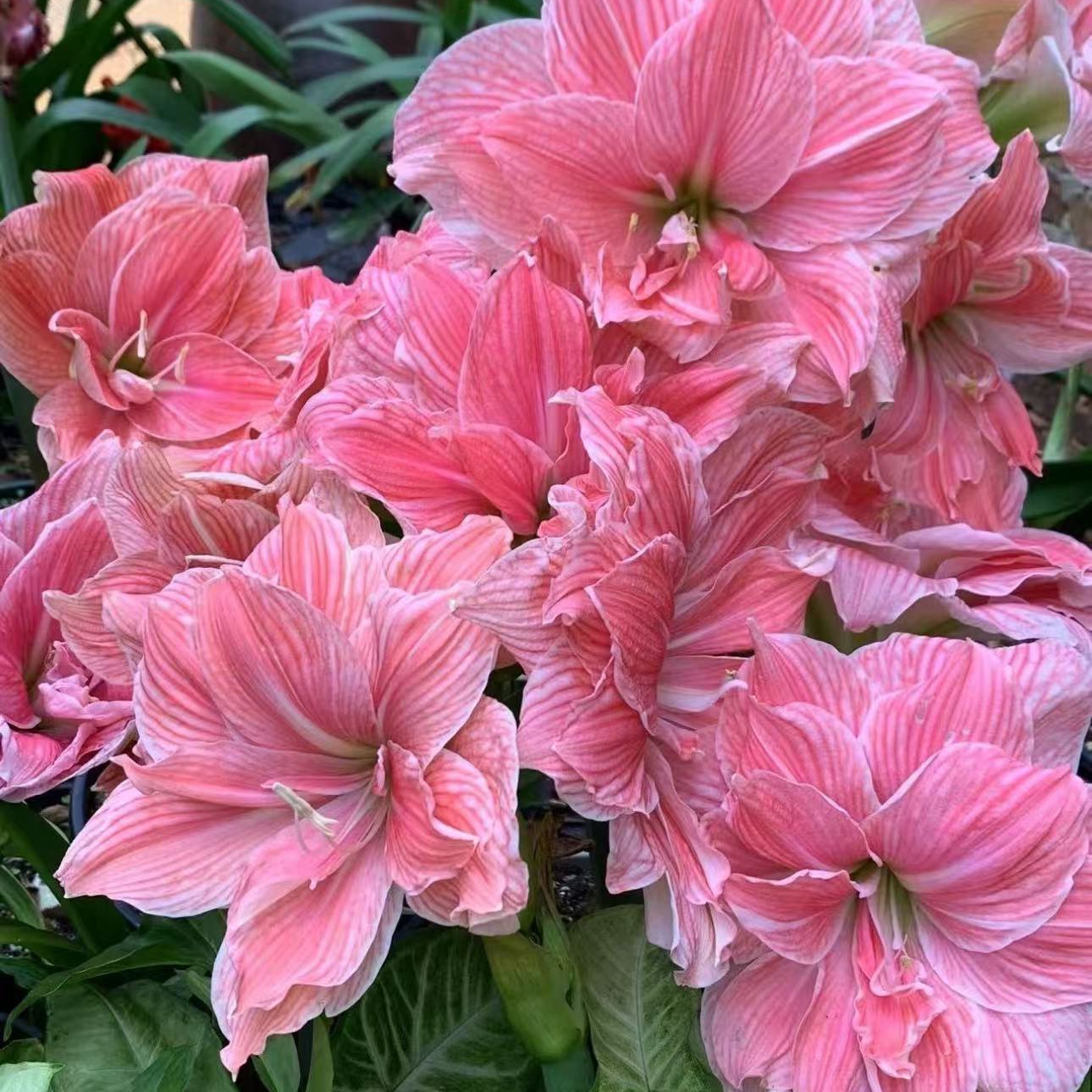 逸植朱顶红《甜蜜妮芙》重瓣种球
