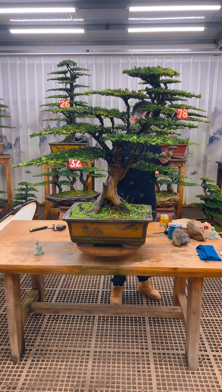 无花朵探*精品盆景直播间一物一拍188