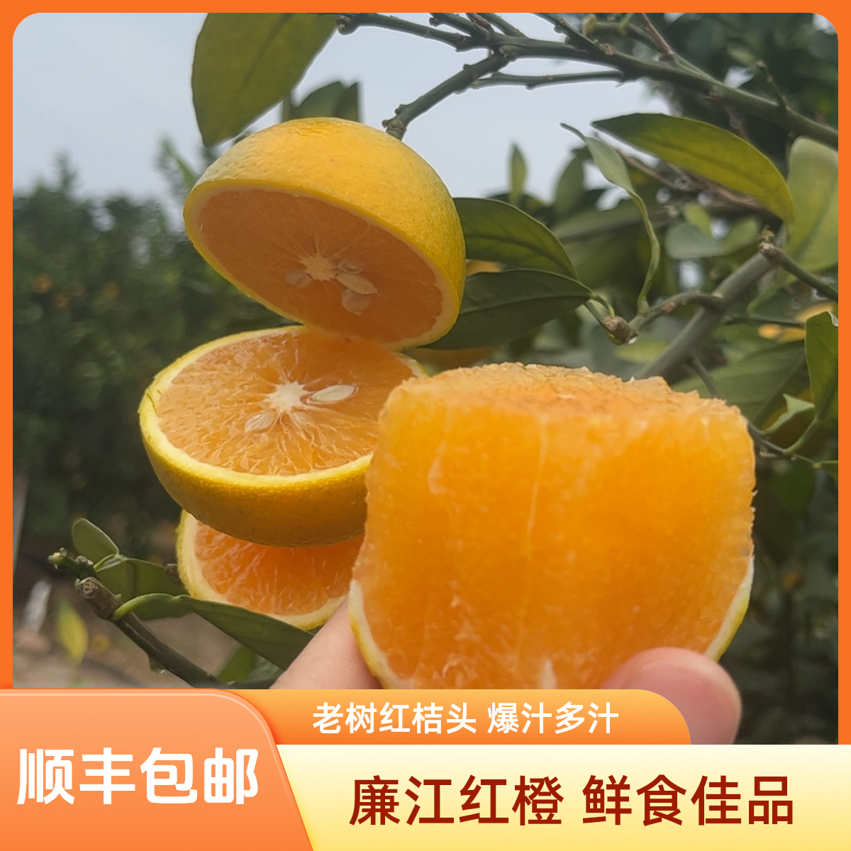 精品大果礼盒包装正宗老树红桔头廉江红橙皮薄多汁当季新鲜头果