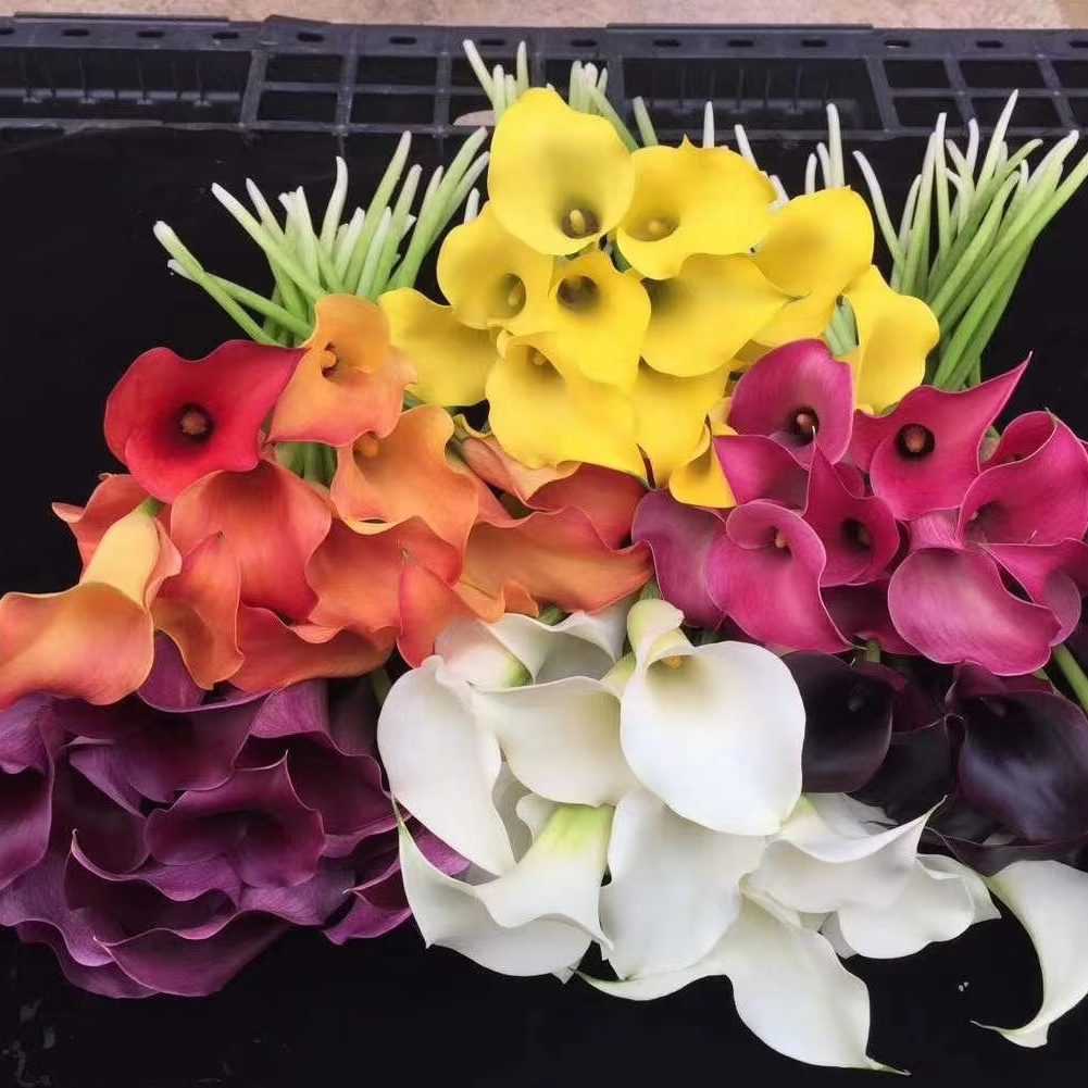 【荷兰马蹄莲】稀缺小众高端 花期长 鲜切花