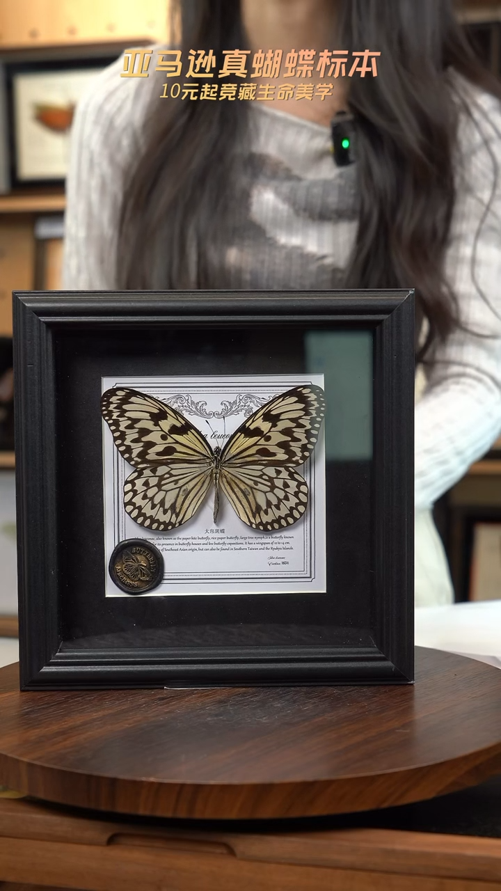 大帛斑蝶盲盒版7寸方框