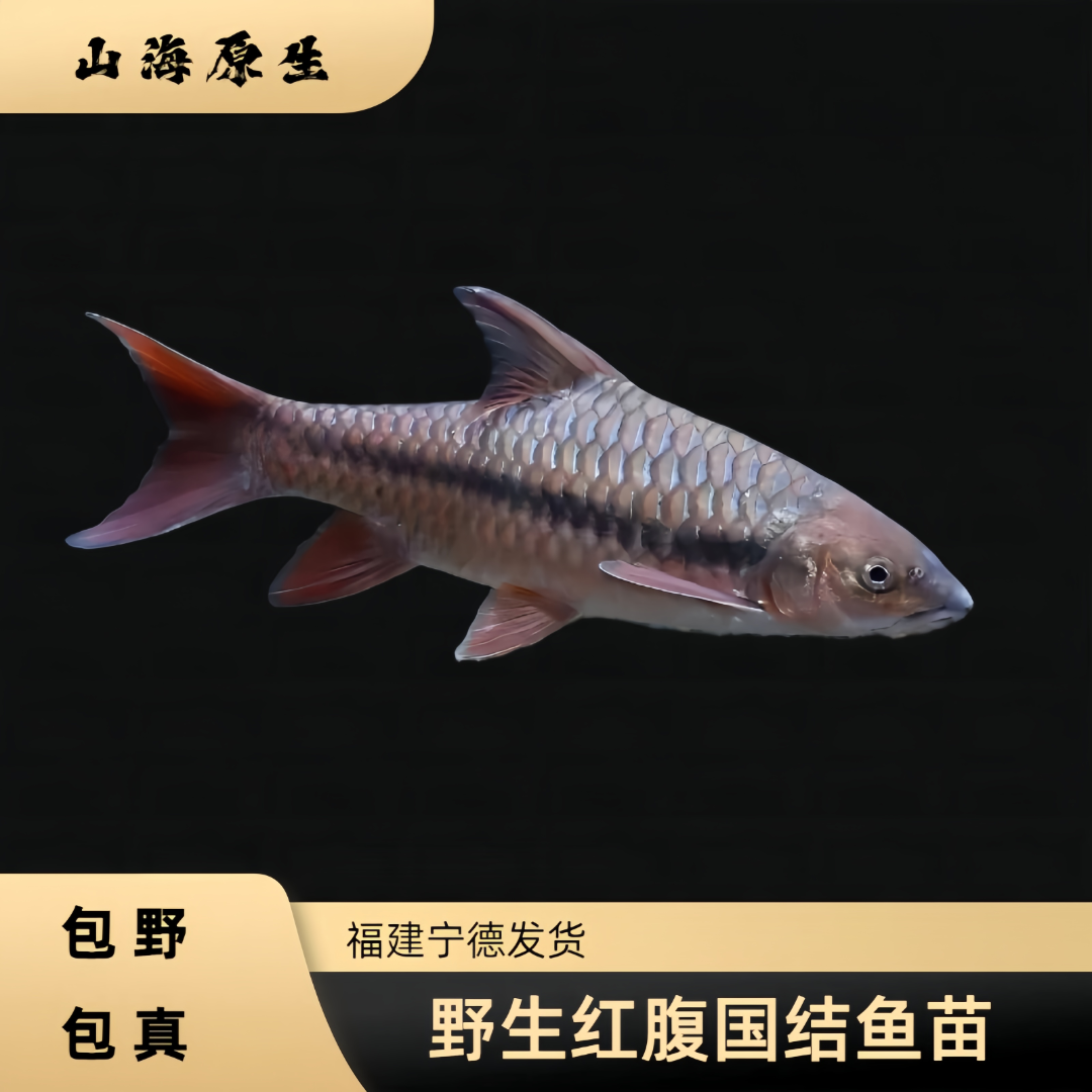 【山海原生】中国结鱼国结吉罗苗子精品红吉罗鱼苗原生冷水观赏鱼