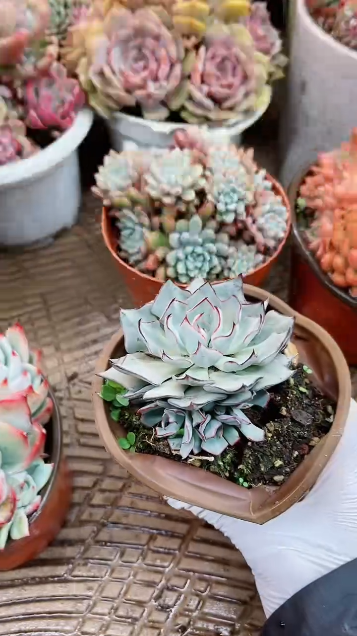 【闪购商品】17022