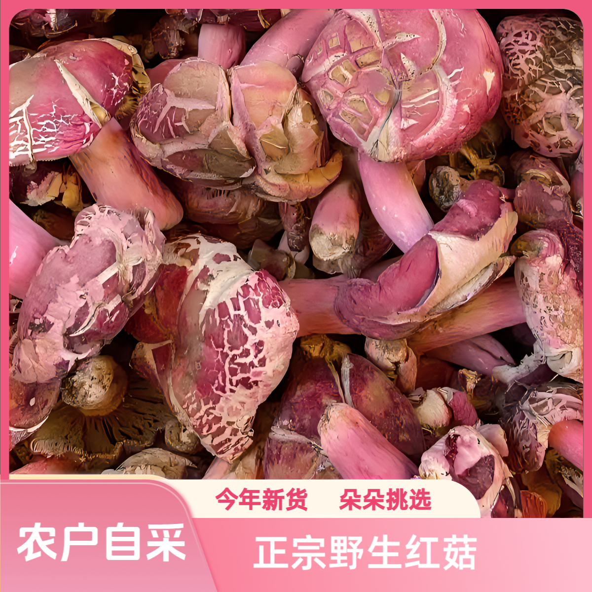 野生红菇裂菇大花菇正宗月子菇煲汤美味滋补佳品肉厚紧实性价比高