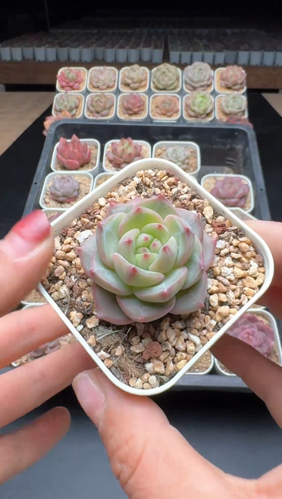 【闪购商品】711号一物一拍珍妮多肉花卉植物3颗起发