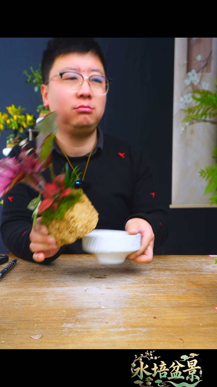 石云社一物一拍组合盆栽20