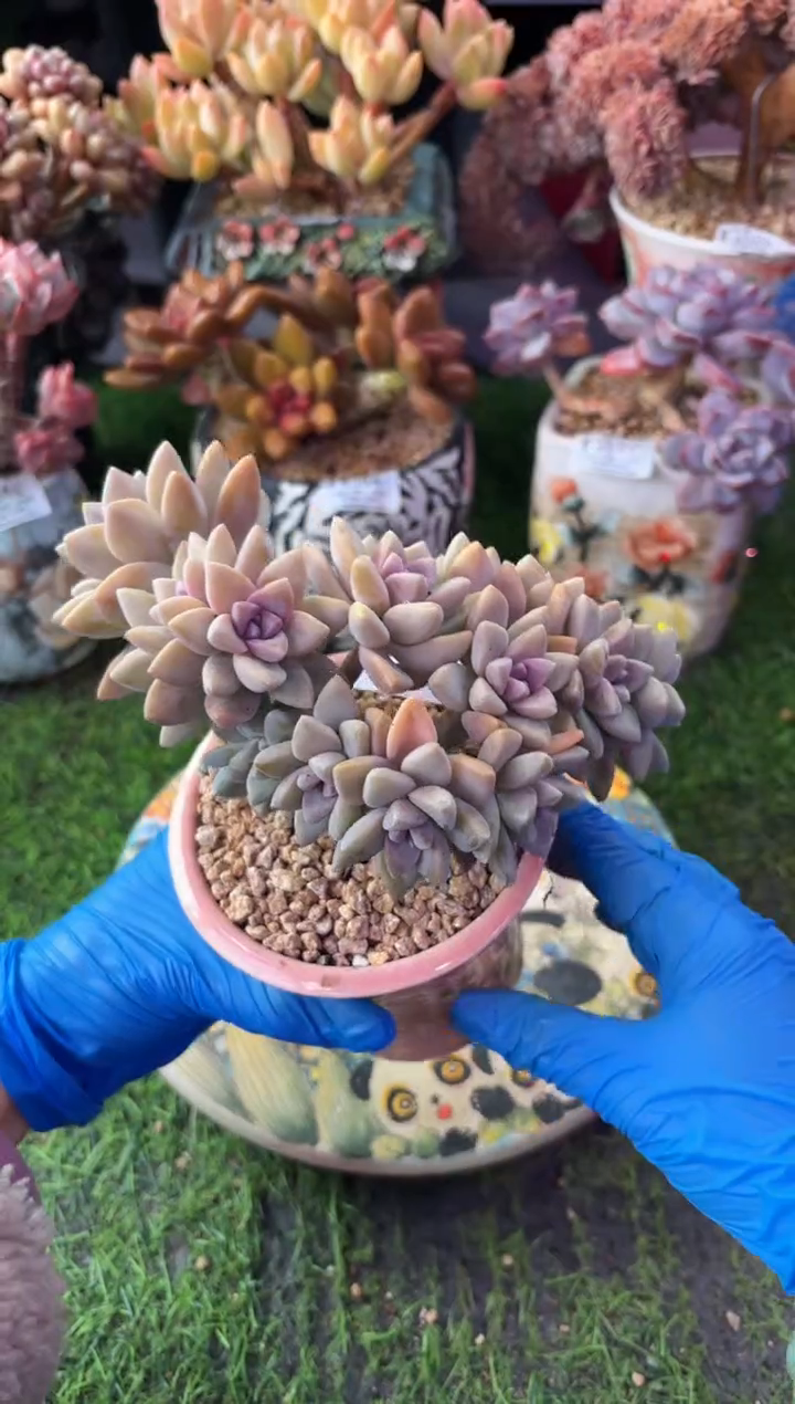 昆明印象多肉4741